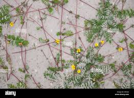Attēlu rezultāti vaicājumam “Potentilla arenaria bud”