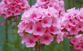 Image result for Phlox paniculata `Bright Eyes`