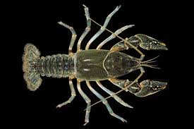 Attēlu rezultāti vaicājumam “Criocephalus rusticus”