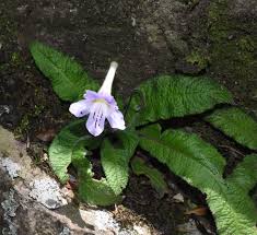 Image result for Streptocarpus