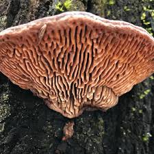 Attēlu rezultāti vaicājumam “Daedalea quercina”