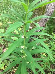 Attēlu rezultāti vaicājumam “Polygonatum verticillatum leaf”