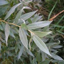 Attēlu rezultāti vaicājumam “Salix alba var. alba”