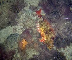 Image result for Sparisoma frondosum