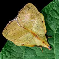 Attēlu rezultāti vaicājumam “Cnaemidophorus rhododactyla”