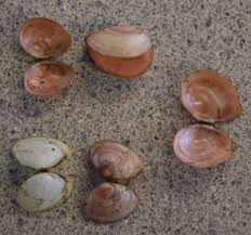 Attēlu rezultāti vaicājumam “Macoma baltica”