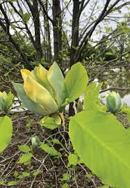 Attēlu rezultāti vaicājumam “Magnolia acuminata flower”
