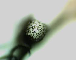 Attēlu rezultāti vaicājumam “Cribraria rubiginosa spores”