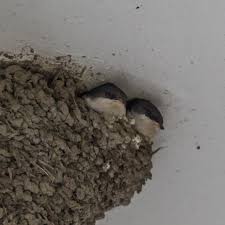 Attēlu rezultāti vaicājumam “Delichon urbicum nest”