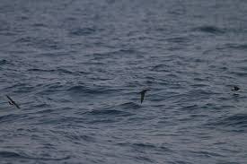 Image result for Oceanodroma monorhis