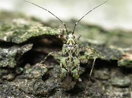 Attēlu rezultāti vaicājumam “Phytocoris tiliae”