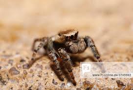 Attēlu rezultāti vaicājumam “Evarcha falcata female”