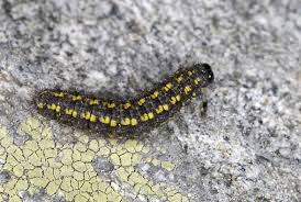 Attēlu rezultāti vaicājumam “Eilema griseola larva”