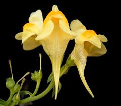 Attēlu rezultāti vaicājumam “Linaria vulgaris fruit”