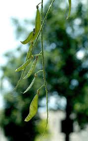 Attēlu rezultāti vaicājumam “Laburnum alpinum fruit”
