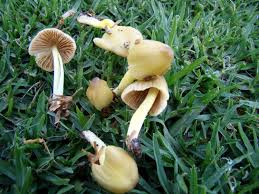 Attēlu rezultāti vaicājumam “Bolbitius vitellinus”