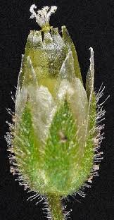 Attēlu rezultāti vaicājumam “Cerastium semidecandrum bud”