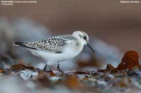Attēlu rezultāti vaicājumam “Calidris alba”