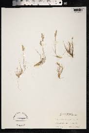 Attēlu rezultāti vaicājumam “Corynephorus canescens leaf”