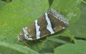 Attēlu rezultāti vaicājumam “Deltote bankiana”