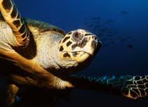 Image result for Eretmochelys imbricata