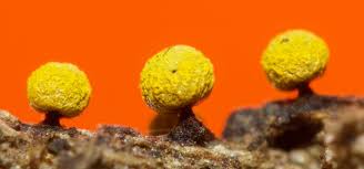 Attēlu rezultāti vaicājumam “Physarum oblatum”