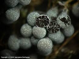 Attēlu rezultāti vaicājumam “Badhamia utricularis”