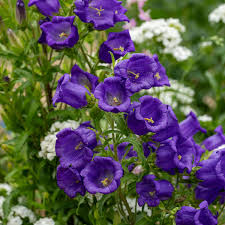 Image result for Campanula affinis