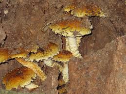 Attēlu rezultāti vaicājumam “Stropharia albocrenulata”