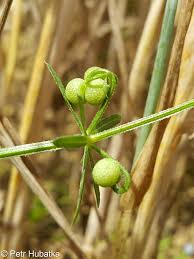 Attēlu rezultāti vaicājumam “Galium album fruit”