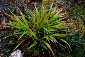 Attēlu rezultāti vaicājumam “Luzula pilosa leaf”