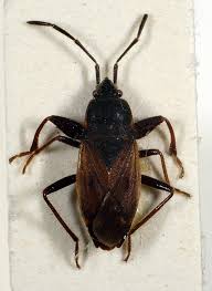 Attēlu rezultāti vaicājumam “Eremocoris plebejus”