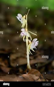 Attēlu rezultāti vaicājumam “Epipogium aphyllum flower”
