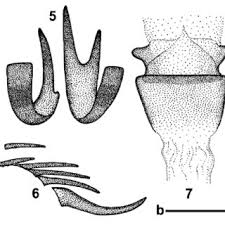 Attēlu rezultāti vaicājumam “Mecyna flavalis”