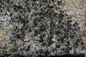 Attēlu rezultāti vaicājumam “Calicium adspersum”