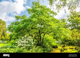 Attēlu rezultāti vaicājumam “Juglans cinerea flower”