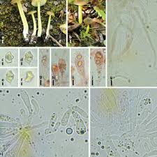 Attēlu rezultāti vaicājumam “Rimbachia neckerae”