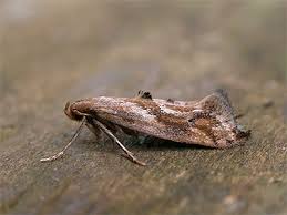 Attēlu rezultāti vaicājumam “Epermenia falciformis”