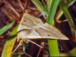 Attēlu rezultāti vaicājumam “Crocallis elinguaria imago”