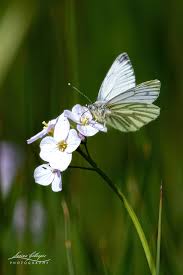 Attēlu rezultāti vaicājumam “Pieris napi underside”