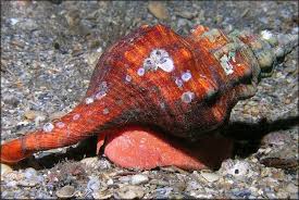 Image result for Triplofusus giganteus
