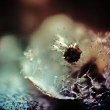 Attēlu rezultāti vaicājumam “Physarum leucophaeum stalked”