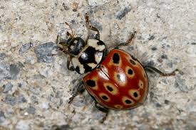 Attēlu rezultāti vaicājumam “Anatis ocellata”