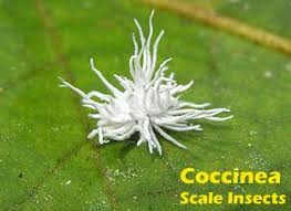 Attēlu rezultāti vaicājumam “Sternorrhyncha”