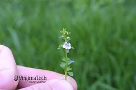 Attēlu rezultāti vaicājumam “Veronica serpyllifolia bud”
