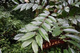 Attēlu rezultāti vaicājumam “Juglans x sinensis leaf”