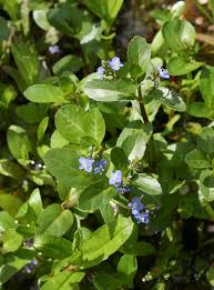 Attēlu rezultāti vaicājumam “Veronica beccabunga leaf”