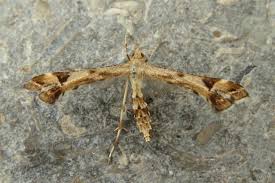 Attēlu rezultāti vaicājumam “Platyptilia gonodactyla”