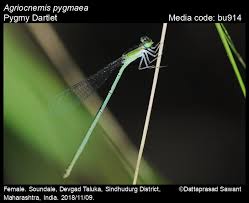 Attēlu rezultāti vaicājumam “Licea pygmaea macro”