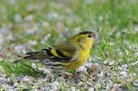 Attēlu rezultāti vaicājumam “Carduelis spinus male”